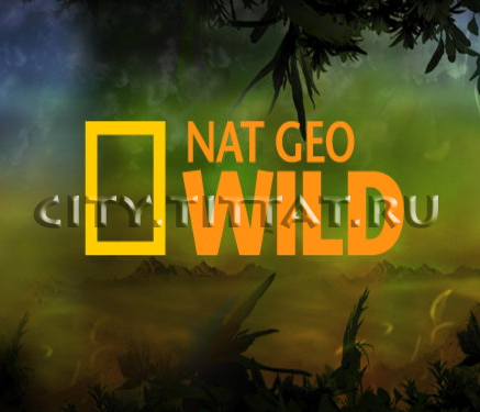 Телеканал Nat Geo Wild